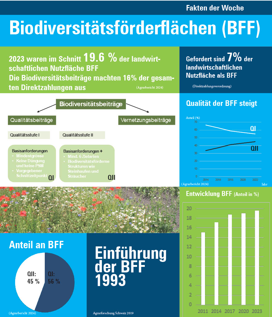 Faktenblatt mit Zahlen und Fakten zu BFF