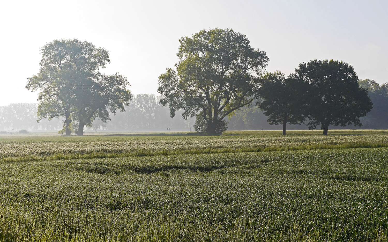 Einzeln stehende Bäume prägen das Landschaftsbild. Bild: pixabay.com